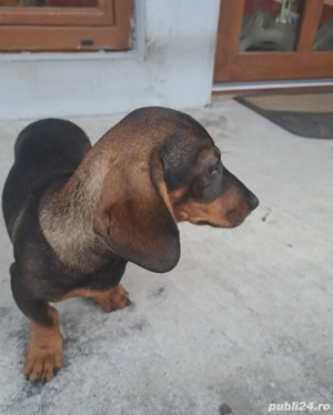 Vând cățelușă Teckel . - imagine 4 Vând cățelușă Teckel . - imagine 4