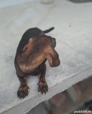 Vând cățelușă Teckel .