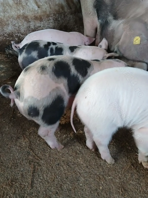 Purcei pietrain cu marele alb de vanzare