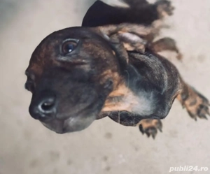 Vând cățelușă Teckel . - imagine 3 Vând cățelușă Teckel . - imagine 3