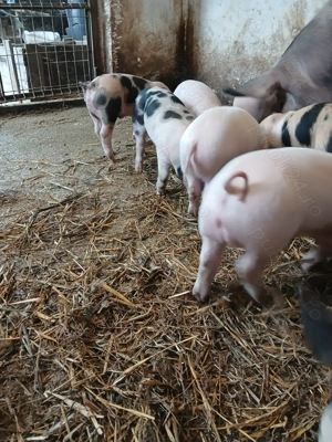 Purcei pietrain cu marele alb de vanzare - imagine 2