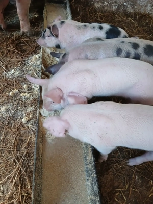 Purcei pietrain cu marele alb de vanzare - imagine 3