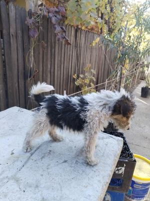 Fox terrier par sarmos