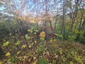 Teren intravilan de vanzare in Telega - imagine 3