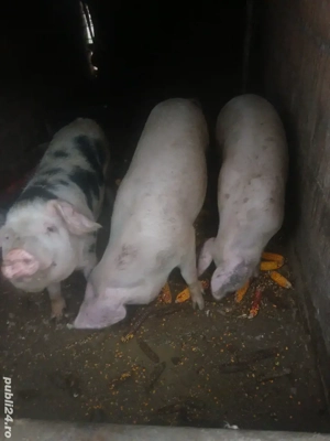 vand porci sacrificat 75 si 130 kg - imagine 2