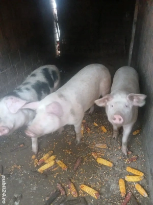 vand porci sacrificat 75 si 130 kg - imagine 3