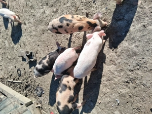 Purcei de vânzare  - imagine 3