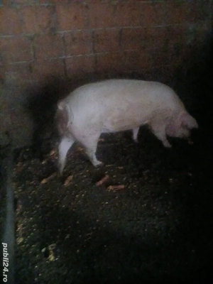 vand porci sacrificat 75 si 130 kg - imagine 4