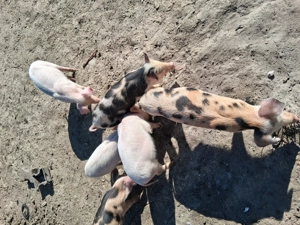 Purcei de vânzare  - imagine 2