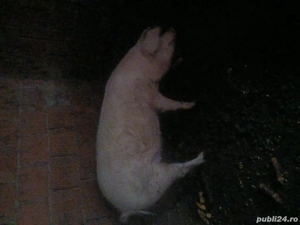 vand porci sacrificat 75 si 130 kg - imagine 5