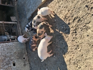 Purcei de vânzare  - imagine 5