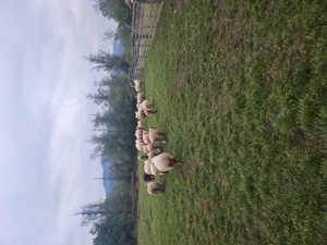 Vand oi cornute - imagine 2