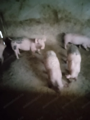 Purcei frumoși și sănătoși  - imagine 4