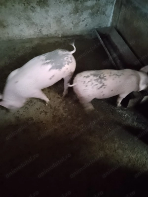 Purcei frumoși și sănătoși  - imagine 3