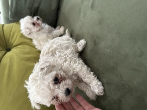 Bichon de vânzare 