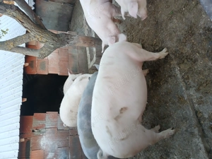 Porci disponibili pentru sacrificat 