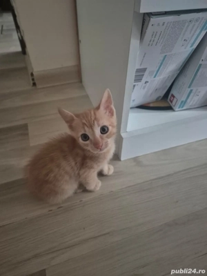 Pisoiasi dragalasi - imagine 2 Pisoiasi dragalasi - imagine 2