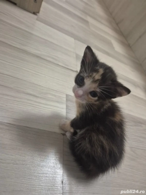 Pisoiasi dragalasi - imagine 3 Pisoiasi dragalasi - imagine 3