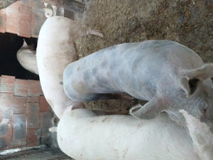 Porci disponibili pentru sacrificat  - imagine 4