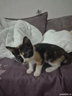 Pisoiasi dragalasi - imagine 4 Pisoiasi dragalasi - imagine 4