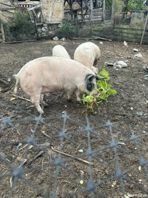 vand porci mari - imagine 4