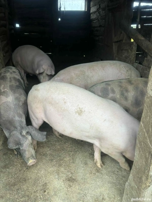 vand porci de carne de la 100 la 200 kg - imagine 2