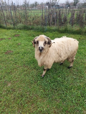 Berbecuț de vânzare  - imagine 3 Berbecuț de vânzare  - imagine 3