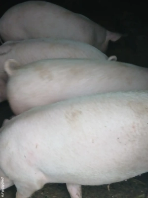 vand grasuni,60kg,marele alb cu landras