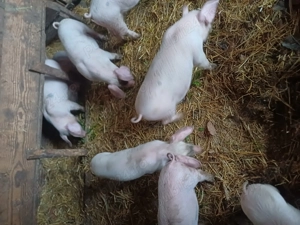 Purcei de vanzare 7 săptămâni  - imagine 2