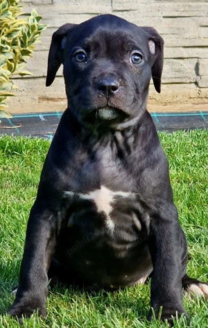 Vand catei American Bully xl  - imagine 4