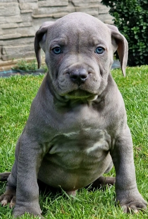 Vand catei American Bully xl
