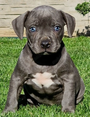 Vand catei American Bully xl  - imagine 3