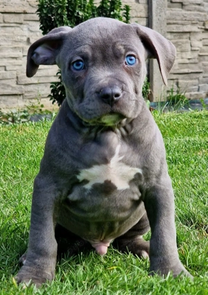 Vand catei American Bully xl  - imagine 2