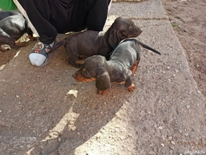 vând tekel vaccinați de parizitati au si carnet 3 băieți 2 fete nu las la pret