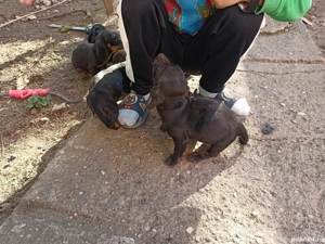 vând tekel vaccinați de parizitati au si carnet 3 băieți 2 fete nu las la pret - imagine 2