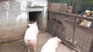  Vând porci sănătoși, crescuți natural!  - imagine 2