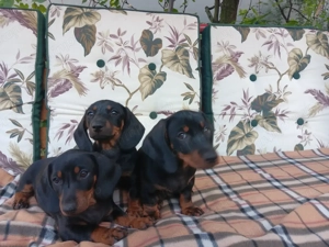 Vand cateiTeckel - imagine 3