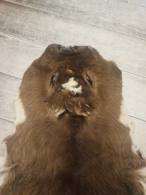 Vând piele de vițel - imagine 2