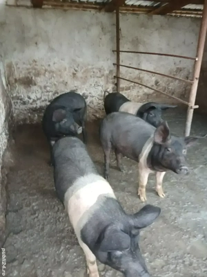 Porci bazna