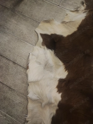 Vând piele de vițel - imagine 4