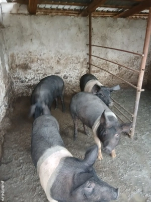 Porci bazna - imagine 2