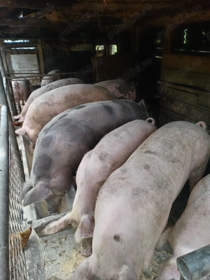 Porcii din gospodarie proprie 