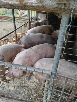 Porcii din gospodarie proprie  - imagine 2