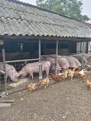 Porcii din gospodarie proprie  - imagine 4