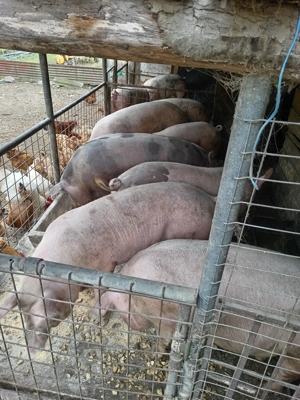 Porcii din gospodarie proprie  - imagine 3