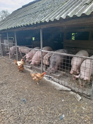 Porcii din gospodarie proprie  - imagine 5