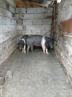 Porci bazna - imagine 3