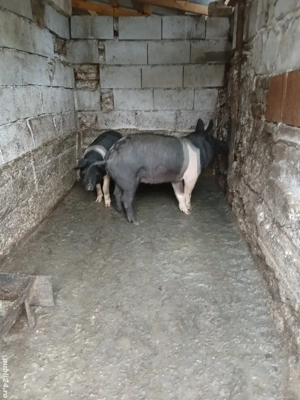 Porci bazna - imagine 4