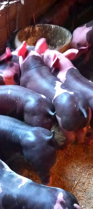 Vand purcei pietrain belgian pur  - imagine 2