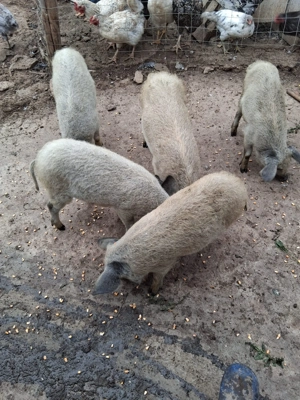 Purcei  managalita de vânzare